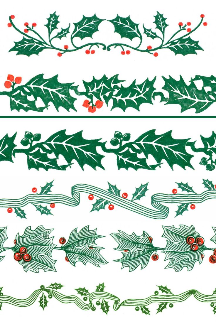 holly leaves and berries on white background