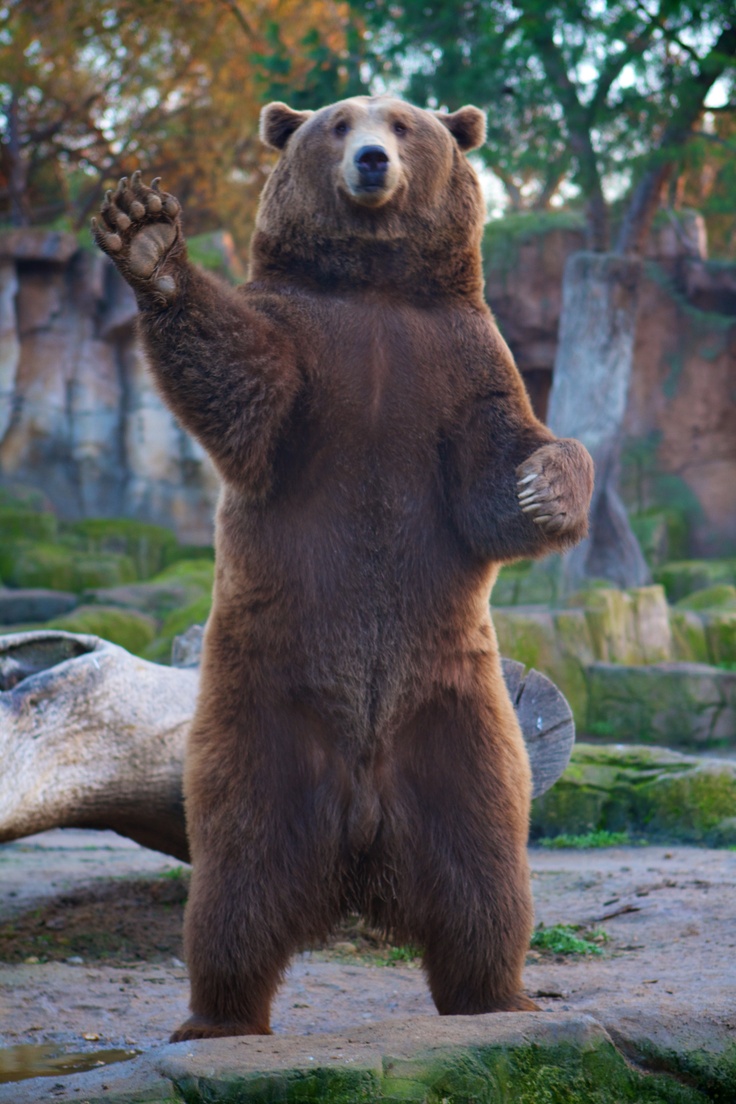 a large brown bear standing on its hind legs with his paw up in the air