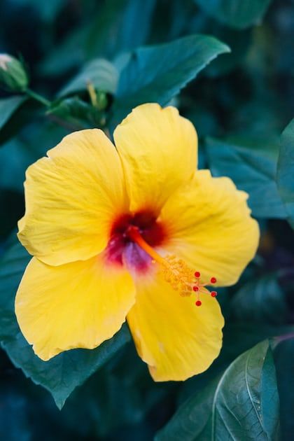 a yellow flower with red stamen in the center and green leaves around it,