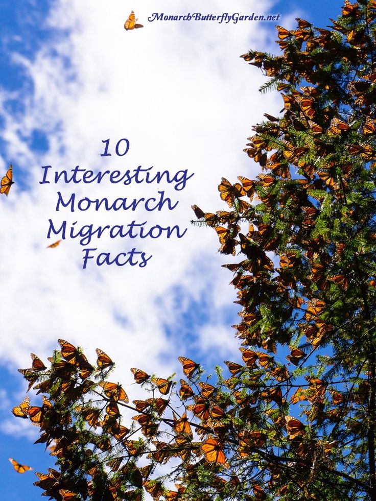 the words 10 interesting monarch migrating fact are in front of a blue sky with white clouds