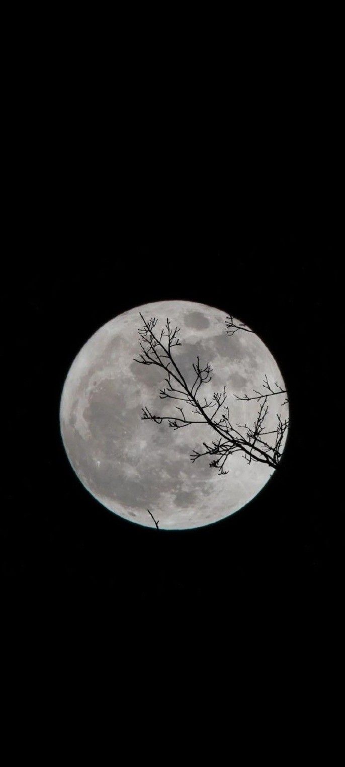 a full moon is seen through the branches of a tree in front of a black sky