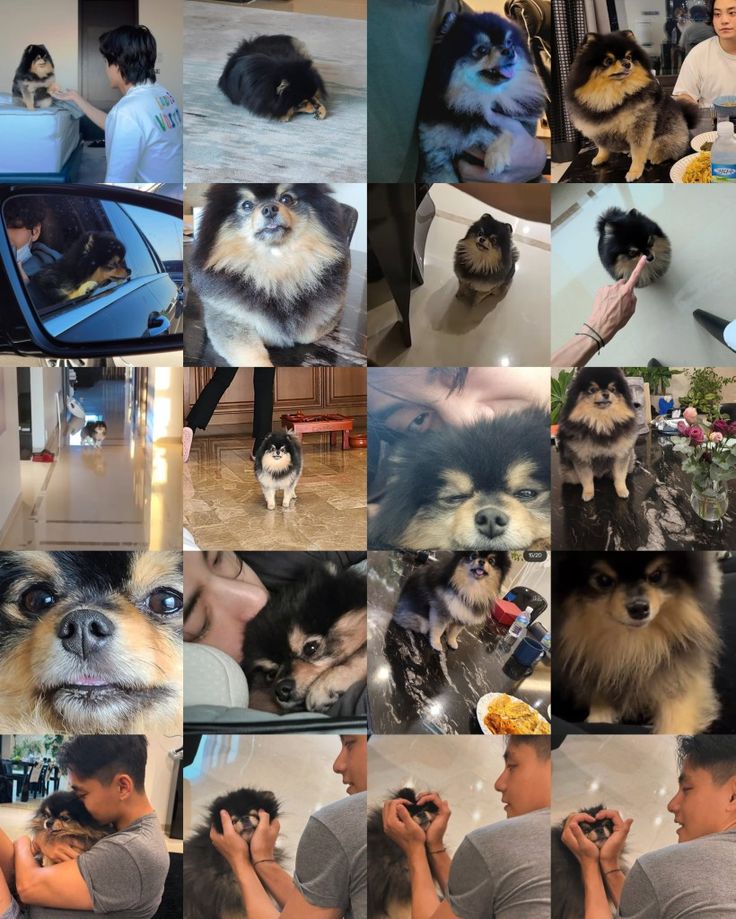 a collage of photos with dogs and people