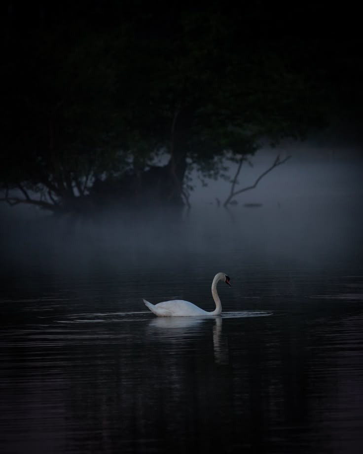 a swan is swimming in the water on a foggy night with trees behind it