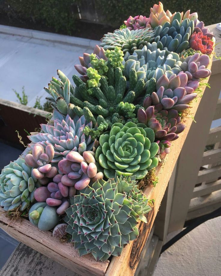 a bunch of succulents that are in a wooden box on a table