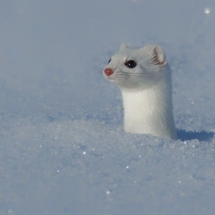 a small white animal in the snow looking at the camera with an intense look on its face