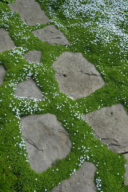 an image of a stone path with grass growing on it and the words blue star creeper