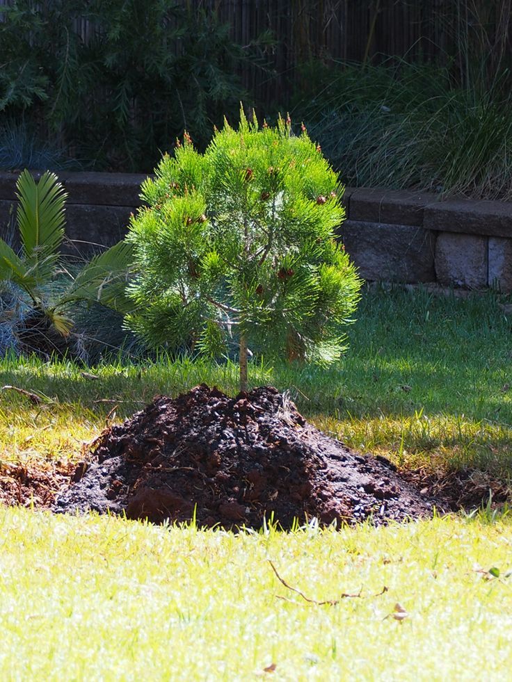 a small green tree sitting on top of a pile of dirt in the middle of a yard