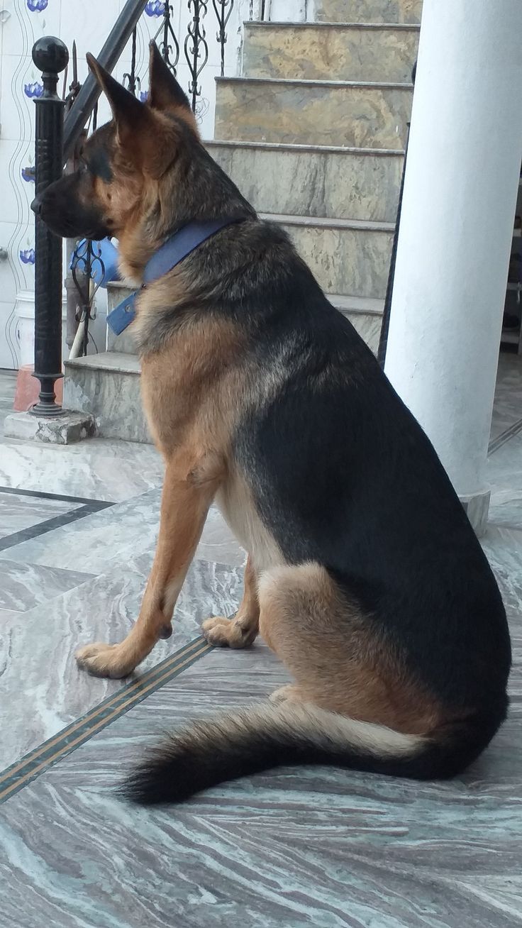 a german shepard dog sitting on the ground in front of some stairs and railings