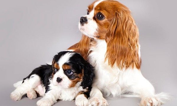 two puppies sitting next to each other on a gray background