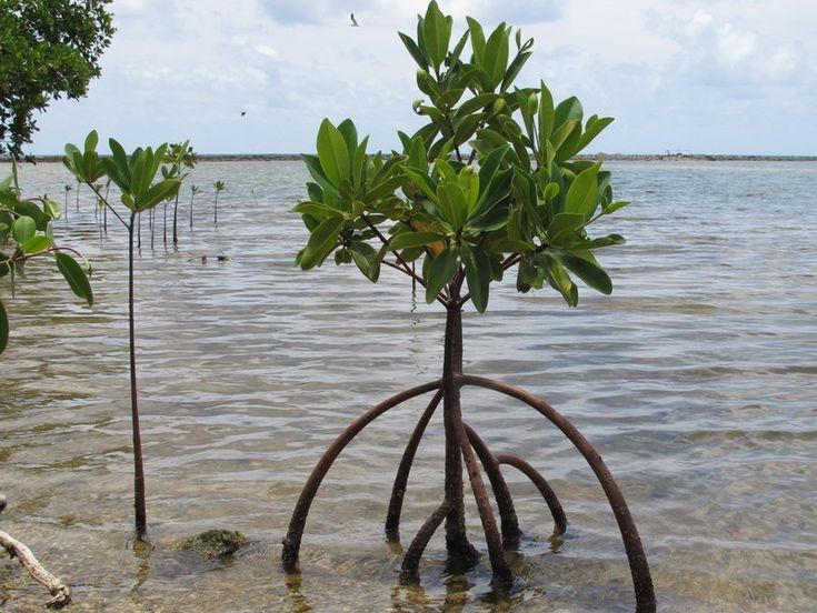 the tree is growing out of the water