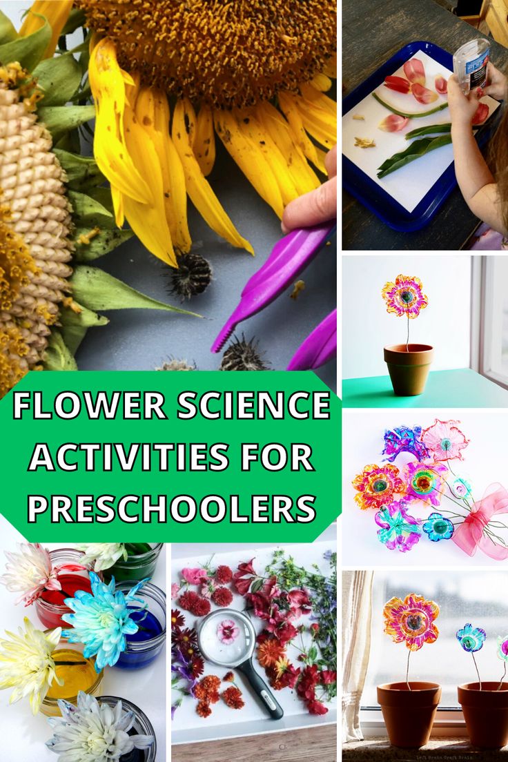 flower science activities for preschoolers with pictures of flowers and plants in the background text overlay reads, flower science activities for preschoolers