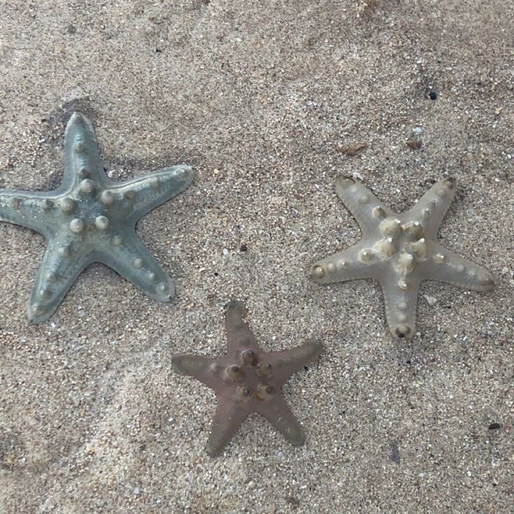 three starfishs are laying on the beach sand