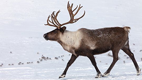 a reindeer walking in the snow with antlers on its back