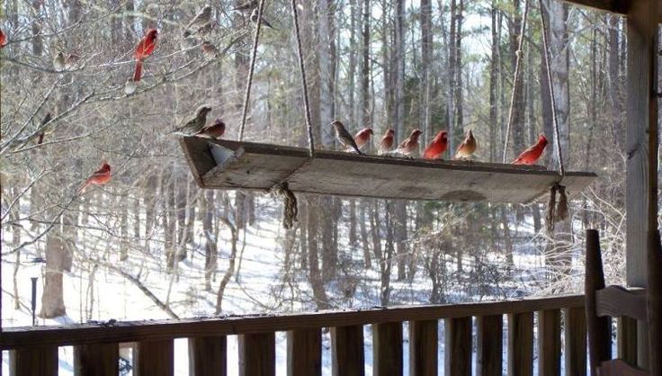 a bunch of birds that are sitting on a feeder in the snow by some trees