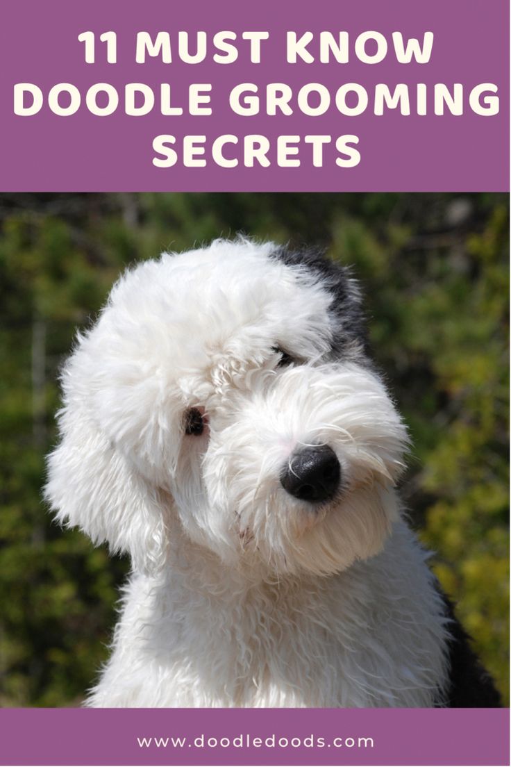 a small white dog with the words 11 must know about doodle grooming secrets