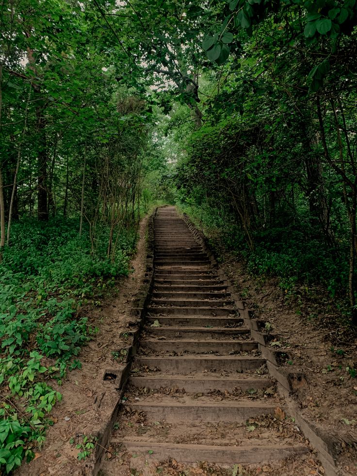 an old set of stairs in the middle of a forest with trees on either side