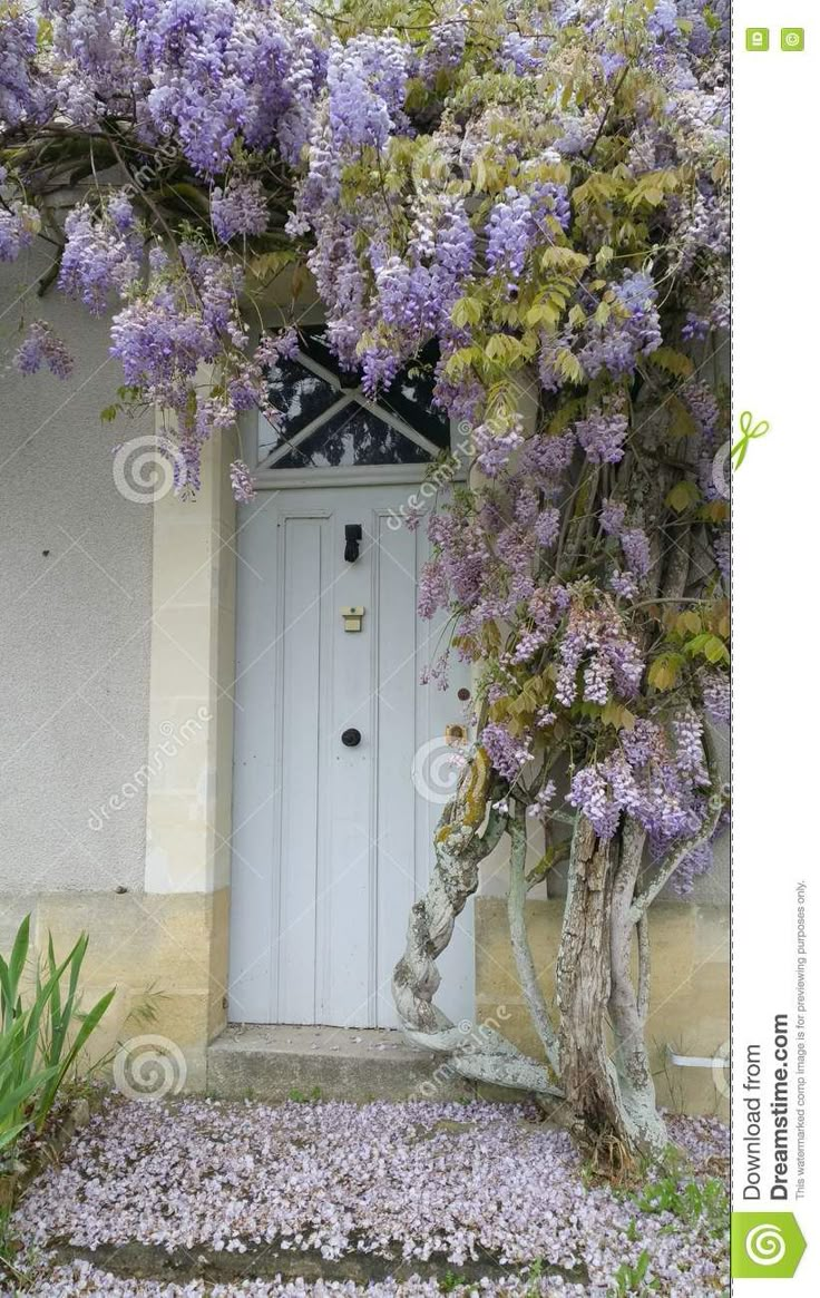 purple flowers growing on the side of a white door in front of a tree with leaves