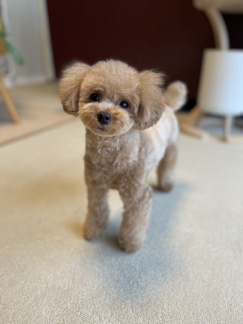 a small brown dog standing on top of a carpet