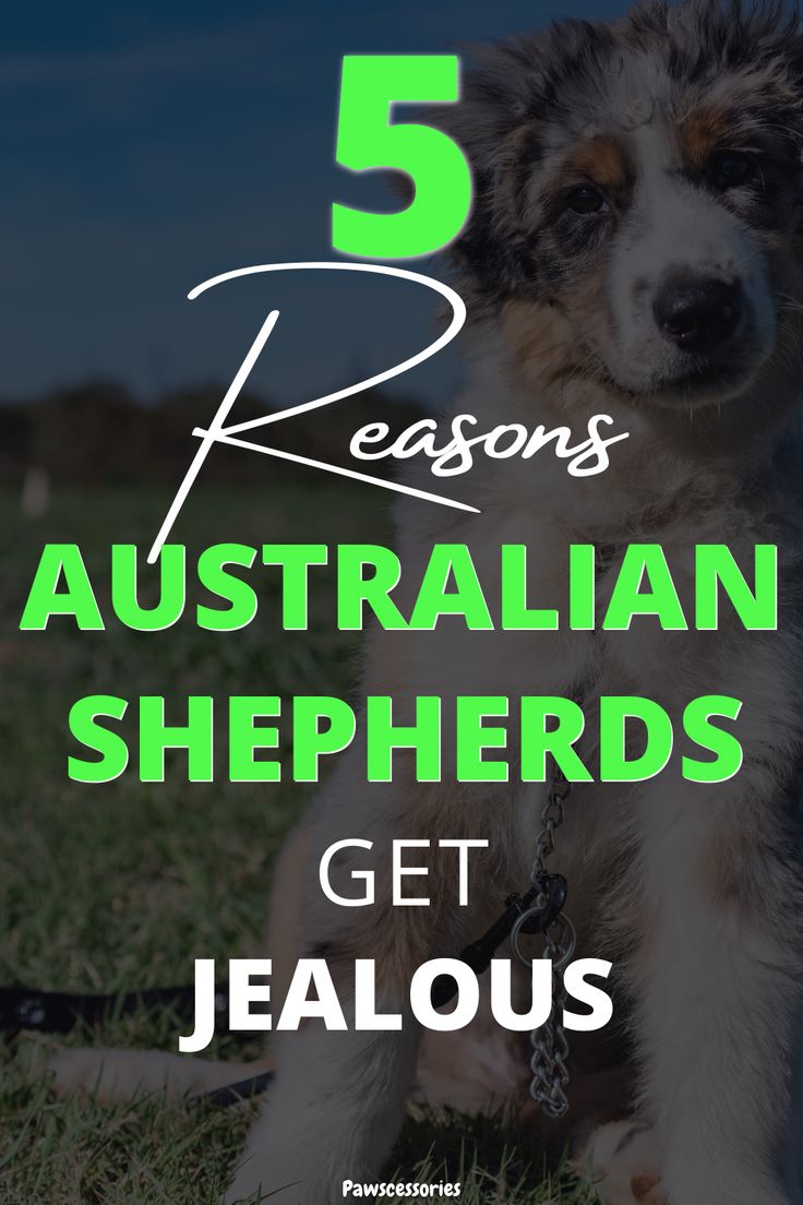 a dog sitting in the grass with text reading 5 reasons australian shepherds get jellous