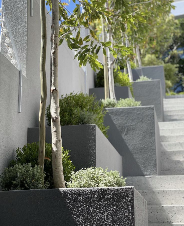 some very pretty trees in front of some concrete steps with plants growing on the sides