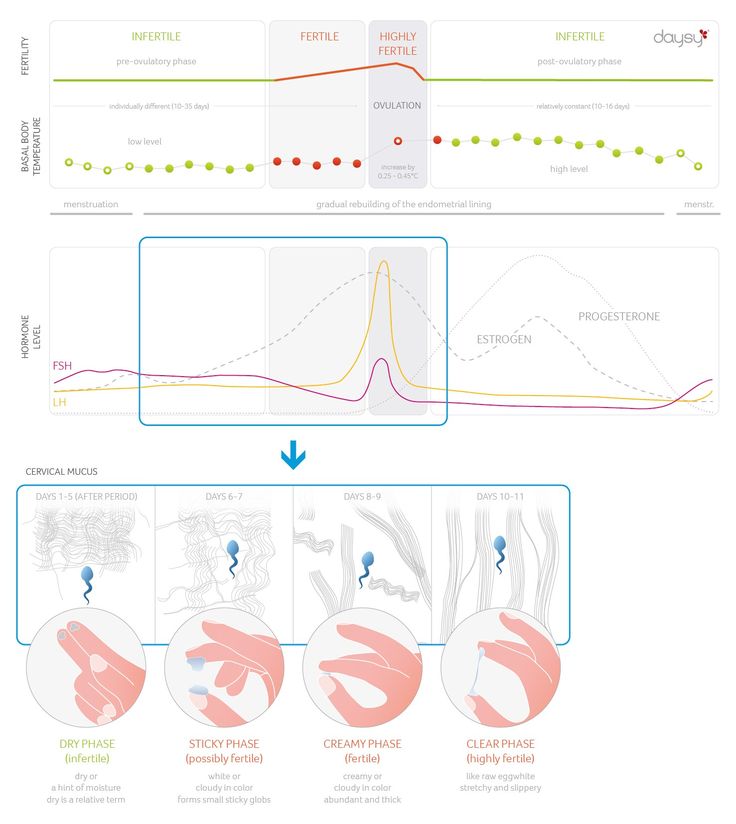 Our graph shows the relationship between fertility, basal body temperature, hormones, and the consistency of cervical mucus before ovulation. Learn more about how cervical mucus can change throughout your cycle on our website! Basal Body Temperature Chart, Ovulatory Cycle, Cycle Chart, Ovulation Symptoms, Ovulation Cycle, Ovulation Tracking, Fertility Awareness Method, Basal Body Temperature, Cervical Mucus