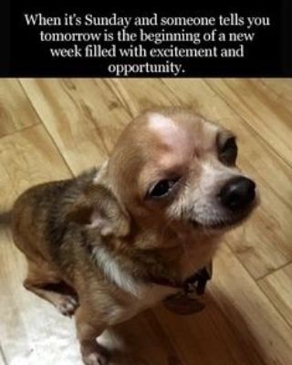 a small brown dog standing on top of a wooden floor