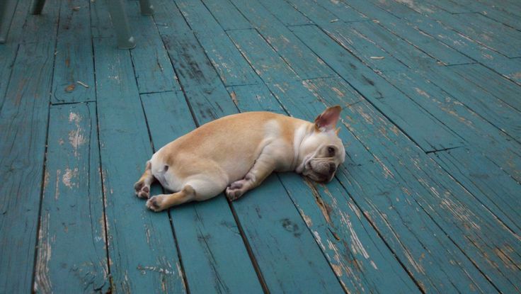 a small dog laying on top of a wooden floor next to a sign that says thank you, personal trainer