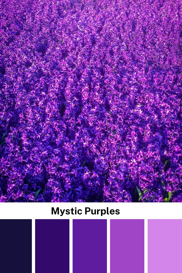 purple color palette with the words mystic purples in front of an image of lavender flowers