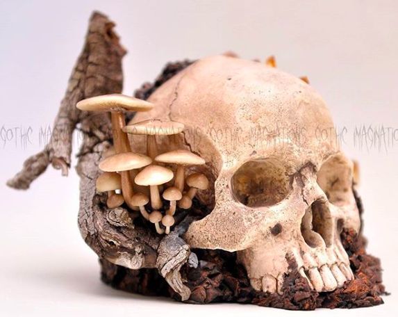 a human skull with mushrooms growing out of it