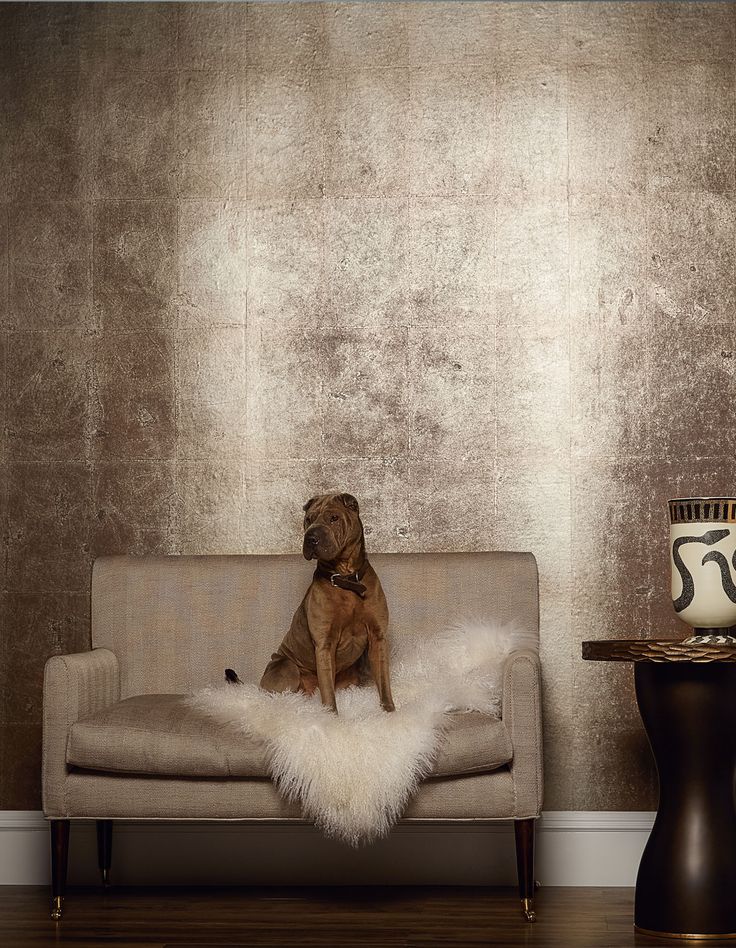 a brown dog sitting on top of a couch