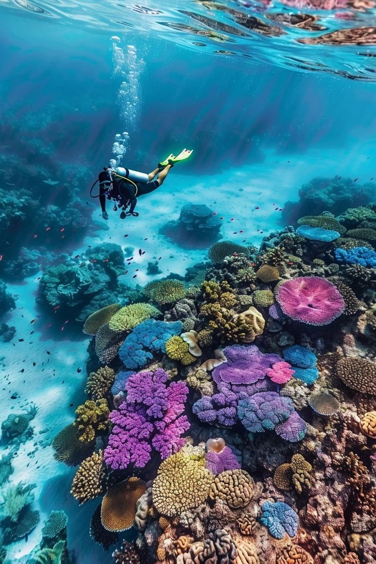 a person swimming over a colorful coral reef