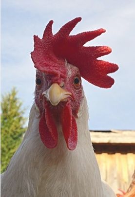 two roosters standing next to each other in front of a blue sky with clouds