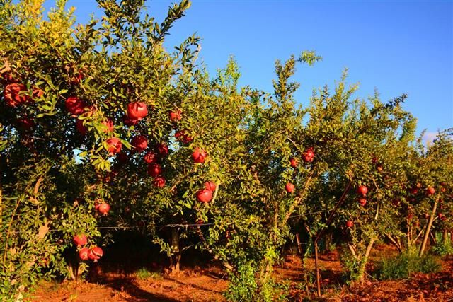 an apple tree filled with lots of red apples