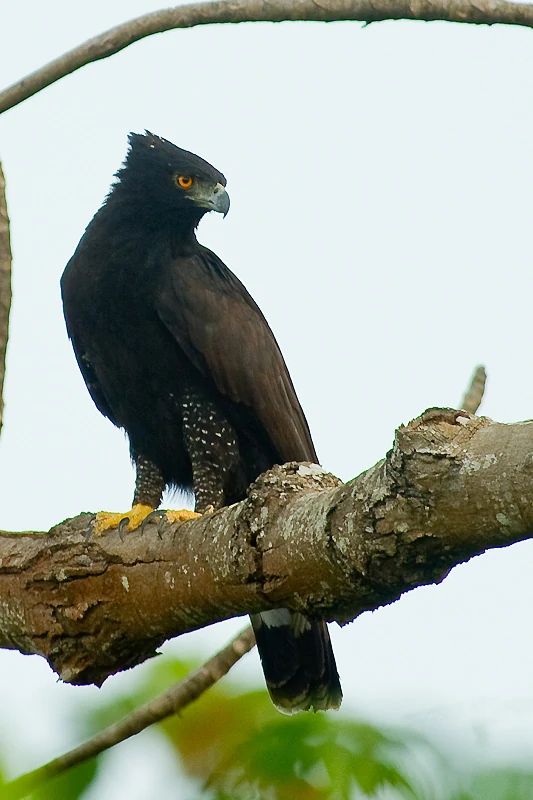 a black bird sitting on top of a tree branch