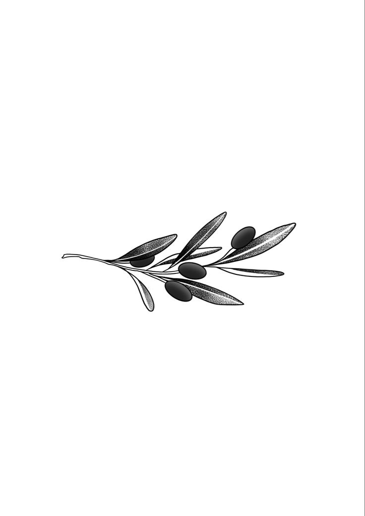 an olive branch is shown in black and white on a plain background, as well as the outline of its leaves