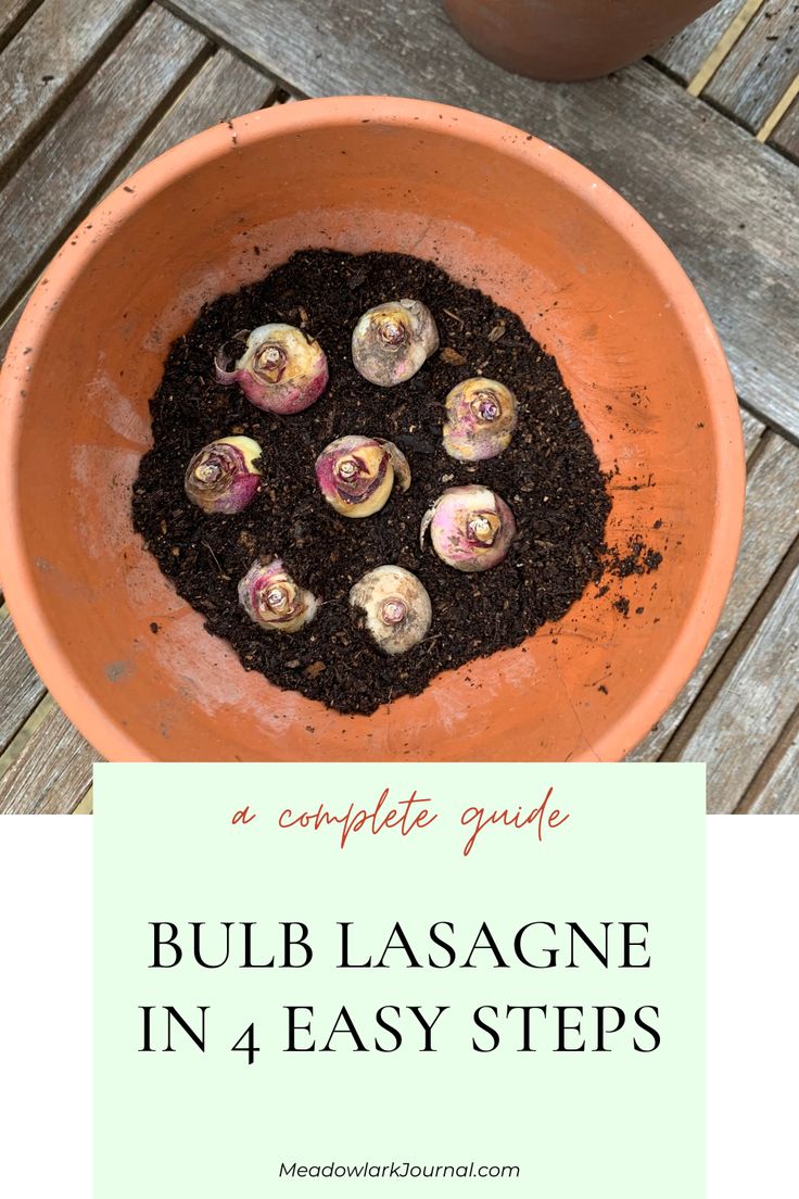 bulb lasagne in container easy steps Bulb Lasagne, Propagate Basil, East Facing Garden, Bulb Planting, Potted Olive Tree, West Facing Garden, Growing Bulbs, Companion Plants, Daffodil Bulbs