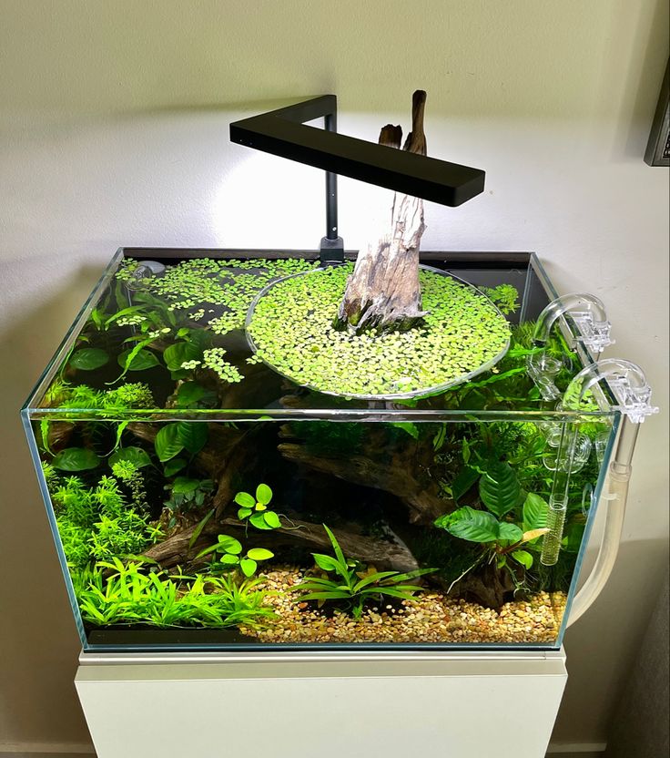 an aquarium filled with plants and rocks on top of a white table next to a wall