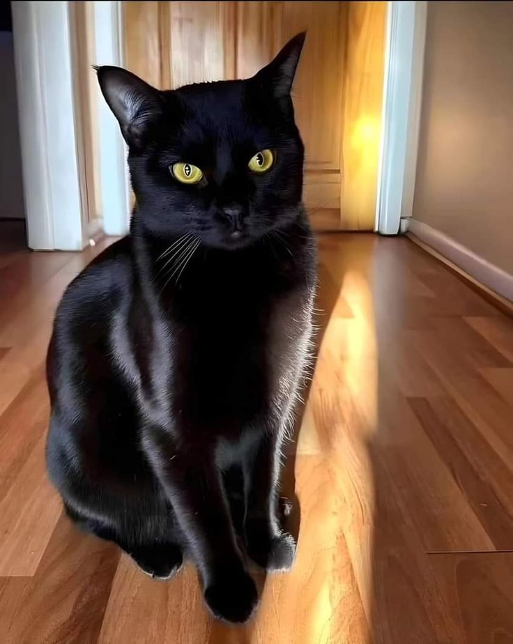 a black cat sitting on top of a hard wood floor