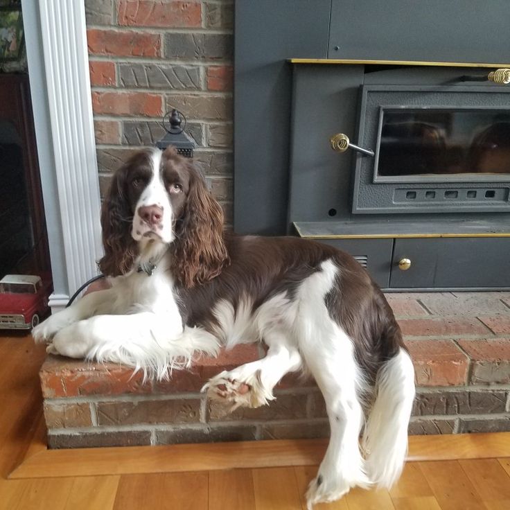 a brown and white dog laying on top of a wooden floor next to a fireplace