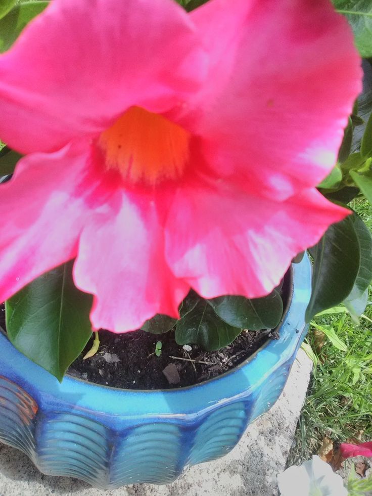 a pink flower is in a blue pot on the ground next to some green leaves