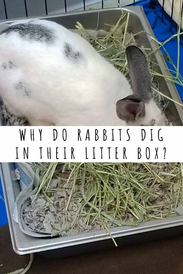 a small white and black animal in a cage with hay on it's side