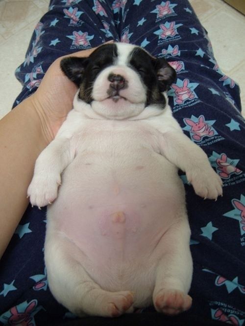 a small black and white dog laying on top of a person's leg with its paw in the air