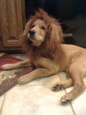 a dog that is laying down on the floor with its head turned to look like a lion