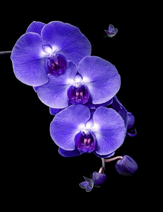 three purple orchids are lit up against a black background with butterflies flying around them