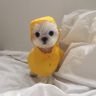 a small white dog wearing a yellow raincoat