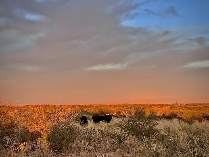 two cows standing in the middle of an open field with tall grass and scrub brush