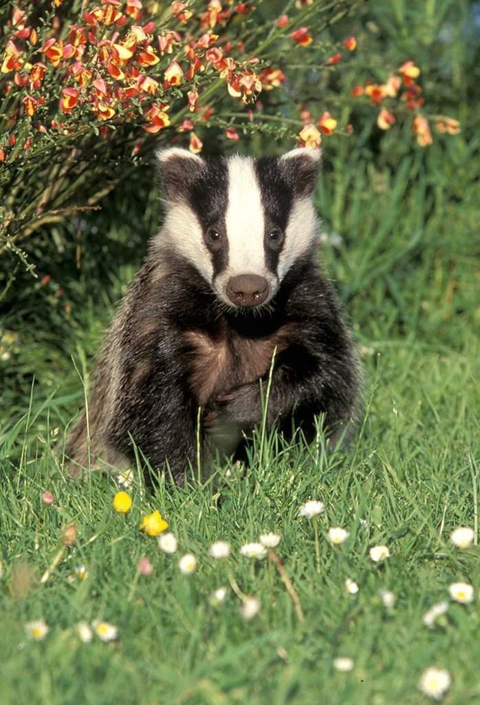 a badger is sitting in the grass near flowers