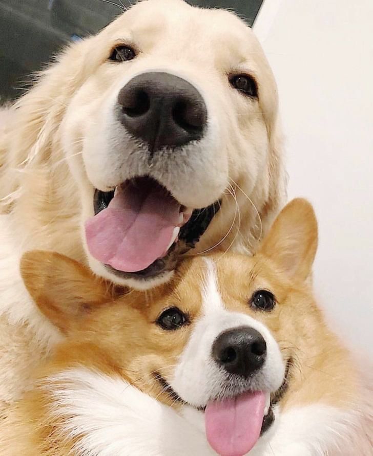 two brown and white dogs sitting next to each other