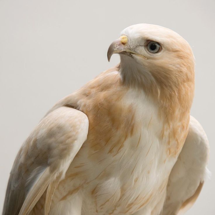 a close up of a bird of prey on a white background with no one around it