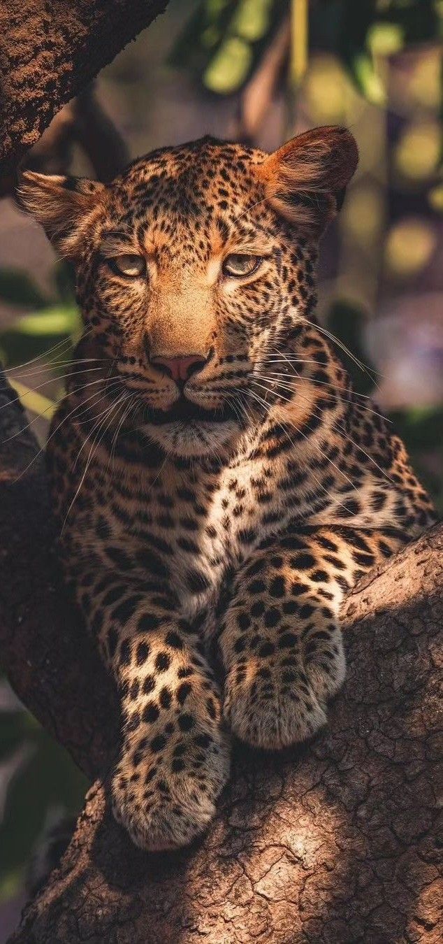 a close up of a leopard on a tree branch with its eyes closed and it's paw resting on the ground